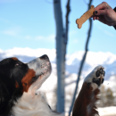 Dog Biscuits