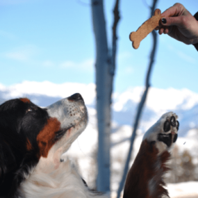 Dog Biscuits