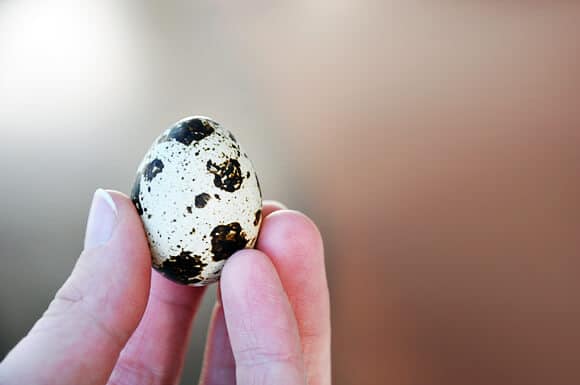 Quail Egg