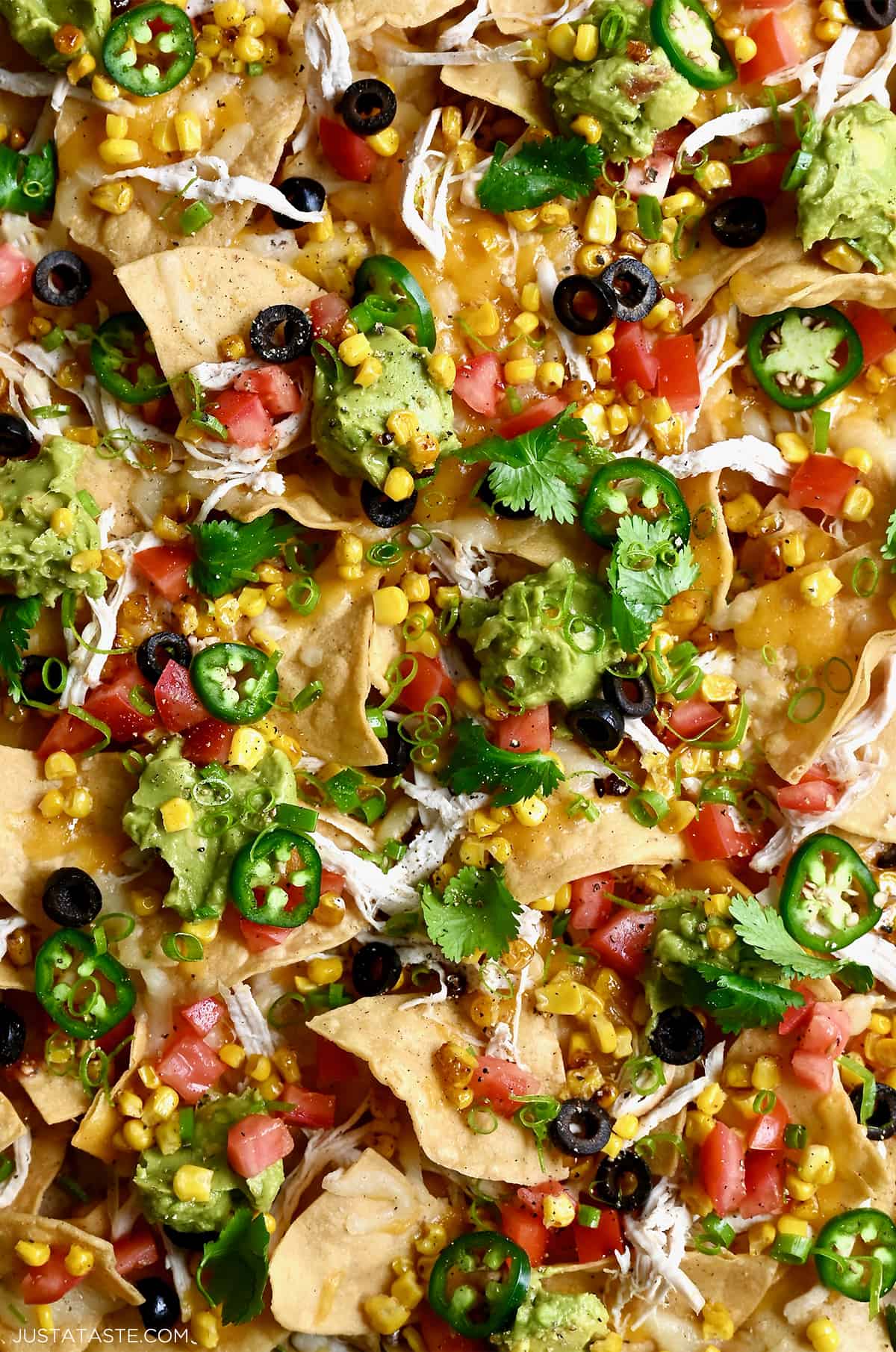 A closeup view of nachos with sliced jalapeños, diced tomatoes, corn kernels, sliced black olives, shredded cheese and shredded chicken.