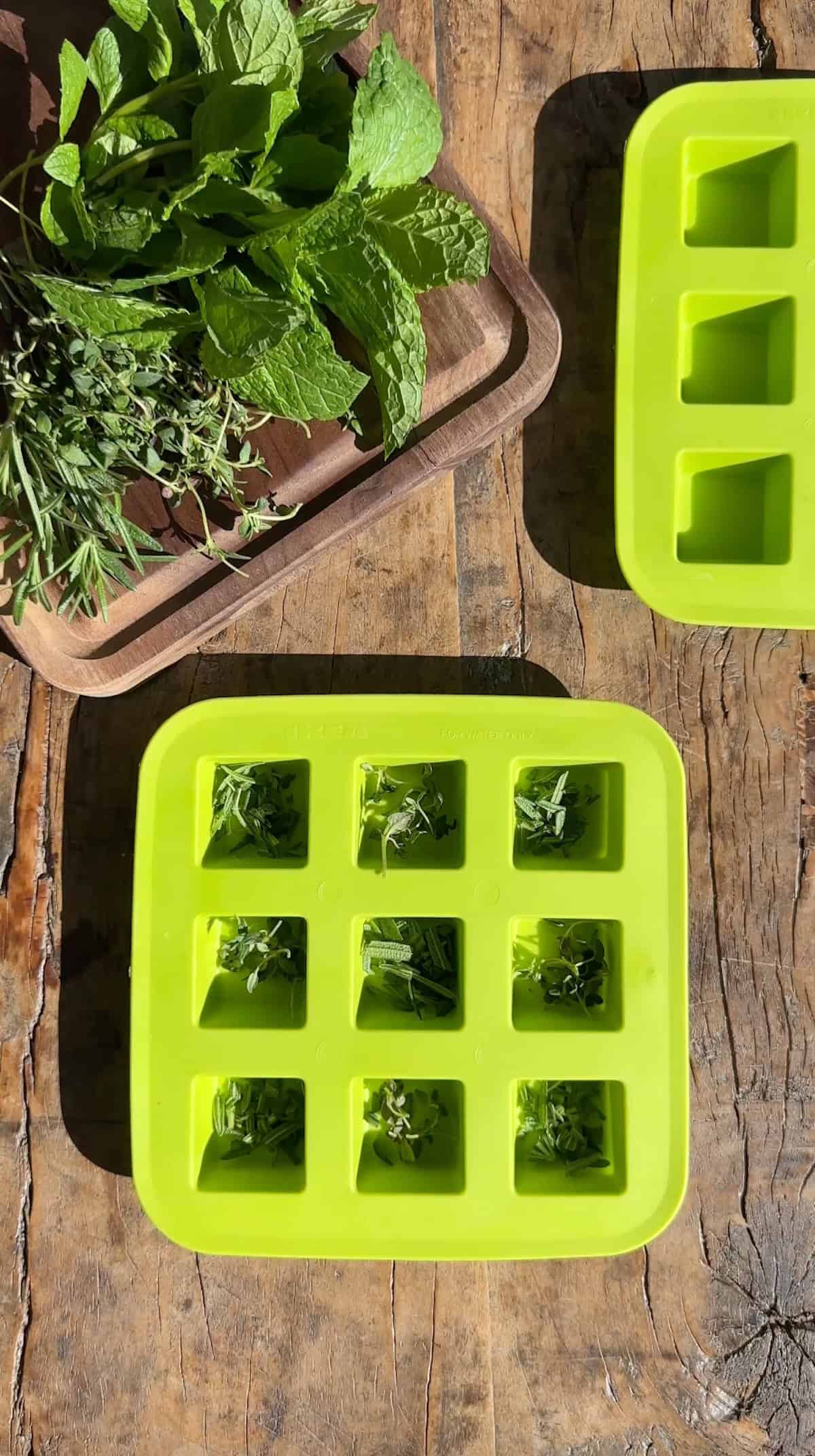 A silicone ice cube tray filled with chopped fresh herbs.