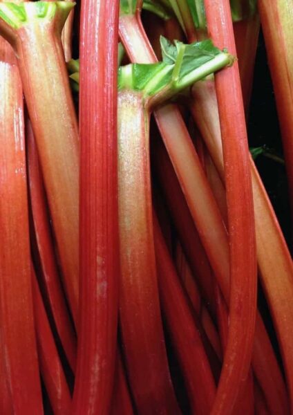 In Season Now: Rhubarb