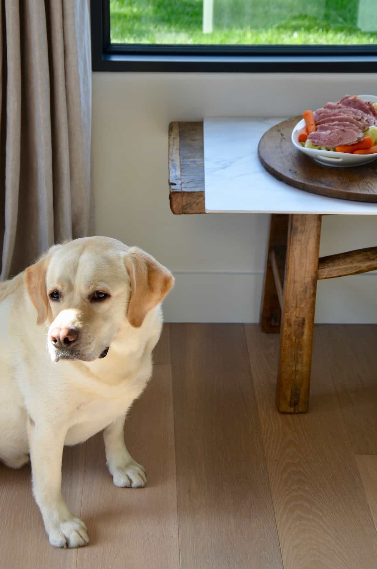A hungry dog waits next to platter of corned beef with cabbage and carrots sitting on a table.