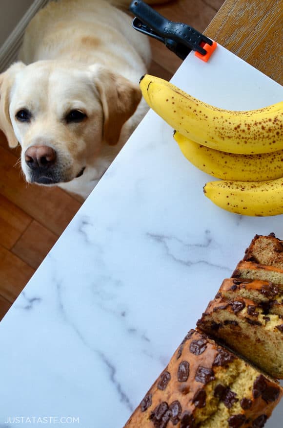 Dog looking up at banana bread and bananas on countertop