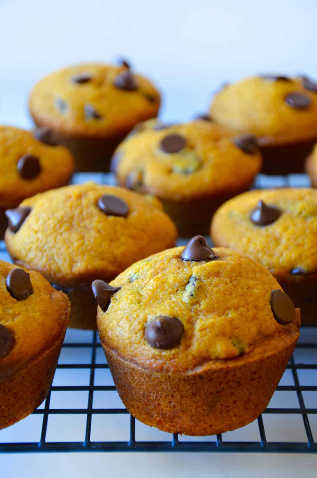 Pumpkin chocolate chip muffins on a wire cooling rack.